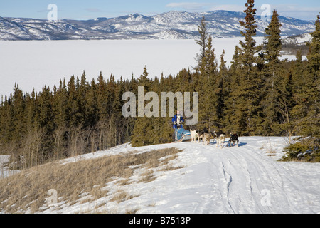 Hundeschlitten über Lake Laberge, in der Nähe von Whitehorse Stockfoto