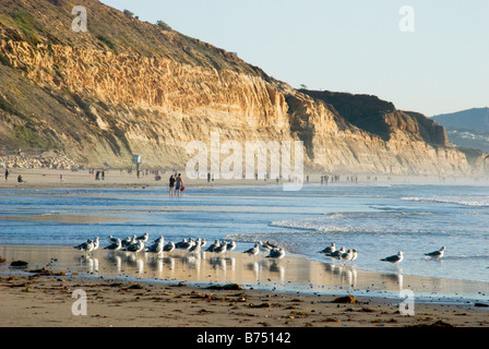 Möwen im Sand vor Klippen von Torrey Pines State Beach, San Diego, CA USA Stockfoto