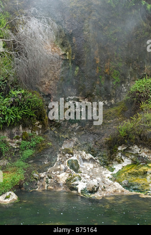 Heiße Quellen von Kieselsäure reichen Wasser bei Waimangu Volcanic Valley in der Nähe von Rotorua, Neuseeland Stockfoto