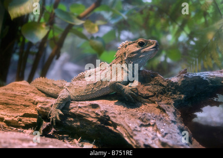 Neuseeland, Nordinsel, Rotorua, Rainbow Springs Naturpark. Tuatara Eidechse, ursprünglich aus Neuseeland. Stockfoto