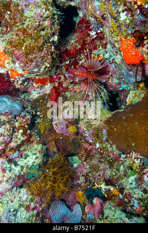 einzelne Spotfin Lionfish umgeben von farbenprächtigen Korallen des Great Barrier Reef Australien Stockfoto