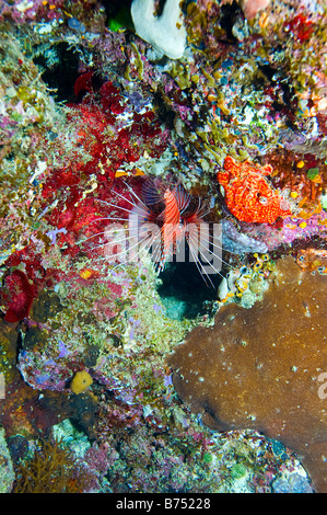 einzelne Spotfin Lionfish umgeben von farbenprächtigen Korallen des Great Barrier Reef Australien Stockfoto