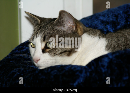 Nahaufnahme der Katze mit weißen Markierungen auf dunklen Kissen vor verschwommenen Hintergrund isoliert Stockfoto