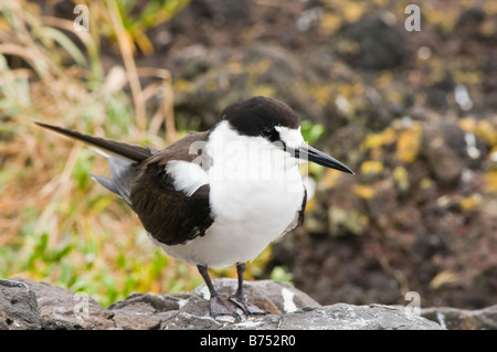 Braun Noddy (Anous Stolidus) auf Lord Howe Island Australien Stockfoto