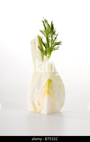 Quartal ein roher Fenchel-Lampe. Zeigt die schöne Textur im Inneren und seine hellen, zarten Blätter. Anis gewürzt Gemüse. Stockfoto