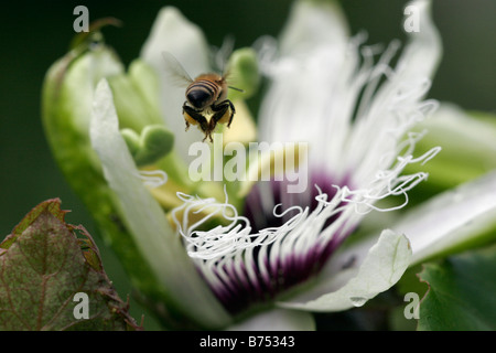 Honigbiene nach Passionsfrucht Blume Rückansicht fliegen Stockfoto