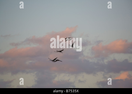 Kraniche Grus Canadensis fliegen über die Sellerie Fields Bereich in Sarasota Florida Stockfoto