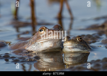 Grasfrosch, Rana Temporaria paar Paarung im Frühjahr pool Stockfoto