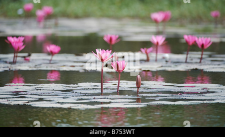 Seerosen Blumen in einem Teich in Indien. Panoramablick Stockfoto