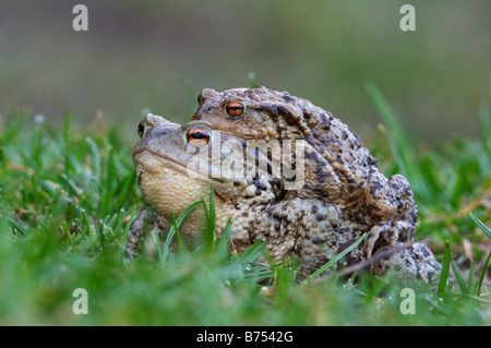 Gemeinsamen Kröte, Bufo Bufo paar Paarung Stockfoto