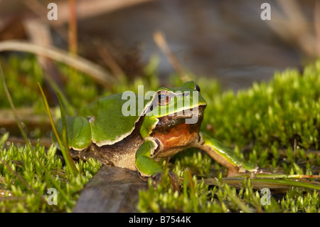 Gemeinsamen Laubfrosch, Hyla Arborea auf Moos Stockfoto