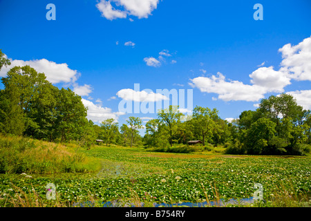 Summer landscape Stockfoto