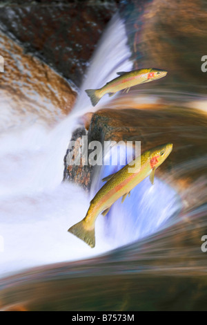 Migrieren von Steelhead Lachs springen über Wasserfälle, Nova Scotia Stockfoto