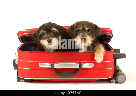 Zwei niedliche Welpen-Brüder in den Koffer Stockfoto