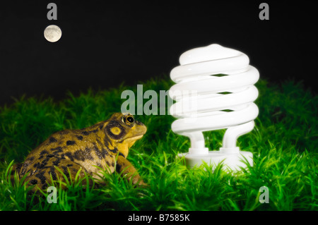 Energiespar-Glühbirne vom grünen Frosch, Halifax, Kanada Stockfoto
