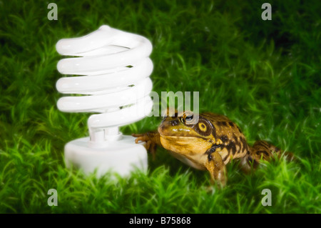 Energiespar-Glühbirne vom grünen Frosch, Halifax, Kanada Stockfoto