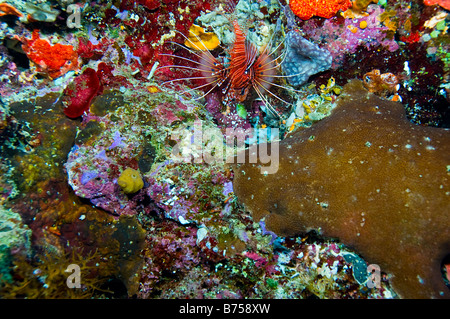 einzelne Spotfin Lionfish umgeben von farbenprächtigen Korallen des Great Barrier Reef Australien Stockfoto