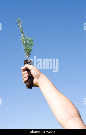 Hand hält Baum Sämling, Winnipeg, Manitoba, Kanada Stockfoto