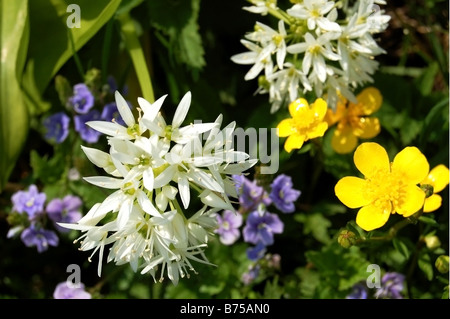 weiße, gelbe und violette Blumen auf einer Wiese im Frühsommer Stockfoto