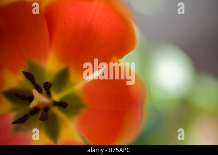 Close-up-Center orange Tulpe Stockfoto