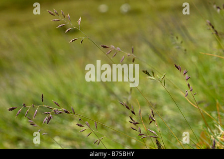 Schaf-Schwingel, Festuca ovina Stockfoto