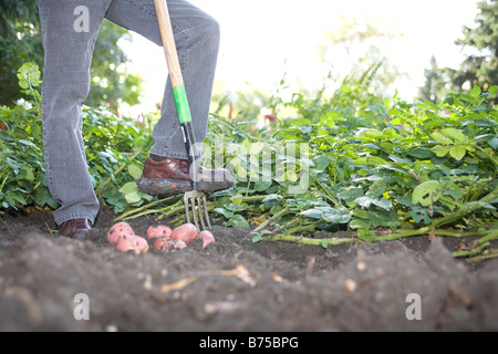 Graben Kartoffeln im Garten, Winnipeg, Kanada Stockfoto