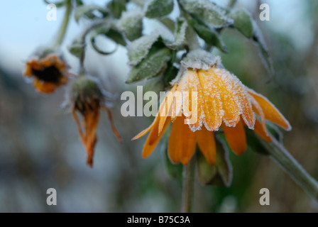 Frost auf Ringelblume Blüten Stockfoto