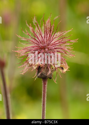 Wasser Avens, Saatgut Kopf, Geum rivale Stockfoto