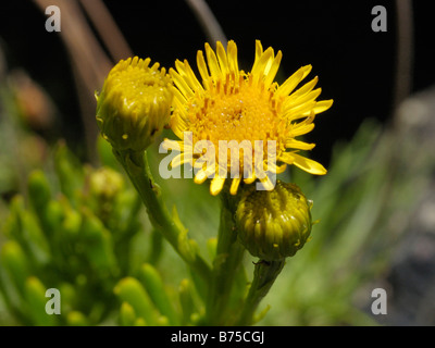 Goldene Queller, Inula crithmoides Stockfoto