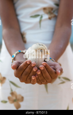 Junges Küken in den Händen eines indischen Mädchens in einem ländlichen indischen Dorf. Andhra Pradesh, Indien Stockfoto