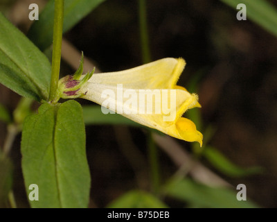 Kuh-Weichweizen, Melampyrum pratense Stockfoto