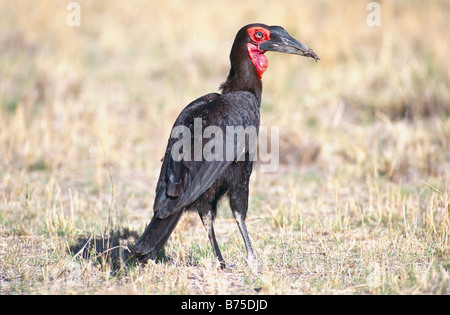 Gekröntes Hornbill Futtersuche Bucorvus Leadbeateri Masai Mara Kenia Stockfoto