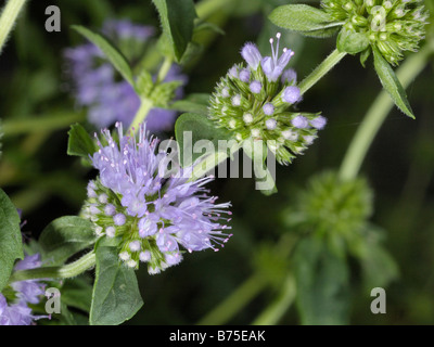 Poleiminze, Mentha pulegium Stockfoto