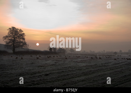 Sonnenaufgang über ein Feld mit Schafbeweidung an einem frostigen Winter Morgen: Somerset, UK Stockfoto