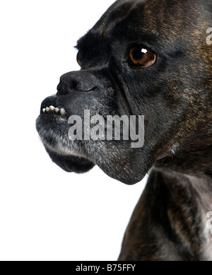 hautnah auf einem Boxer s Kopf 9 Jahre vor einem weißen Hintergrund Stockfoto