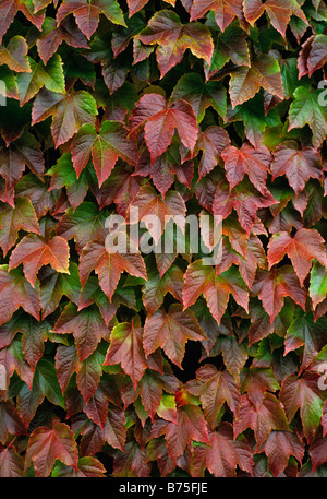 Parthenocissus tricuspidata Stockfoto