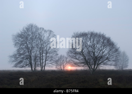 bei dem Sonnenuntergang Bäume Winter Moor Birke Stockfoto