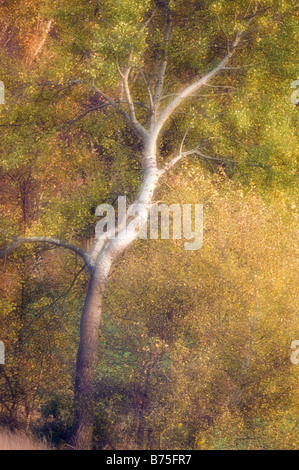 Pappel mit Herbst Laub goldenen Oktober Stockfoto