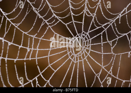 Spinnennetz in der Morgen Tau Watter Tropfen Stockfoto