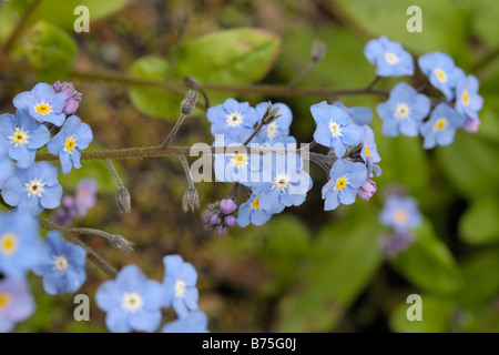 Holz-Vergissmeinnicht, Myosotis sylvatica Stockfoto