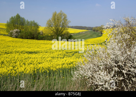 blühende Schlehe Prunus Spinosa-Schlehe am Wegrand Frühling Stockfoto