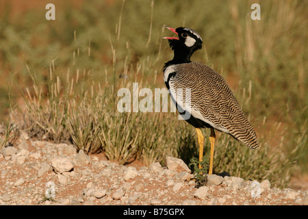 Nördlichen schwarzen Korhaan White-quilled Korhaan Gackeltrappe Eupodotis afra Stockfoto