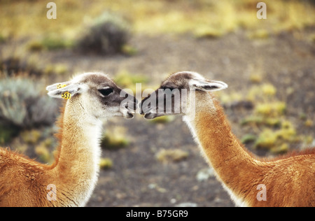 Guanakos Im Torres del Paine Nationalpark in Chile Guanako Huanako Lama Guanicoe Guanako Stockfoto