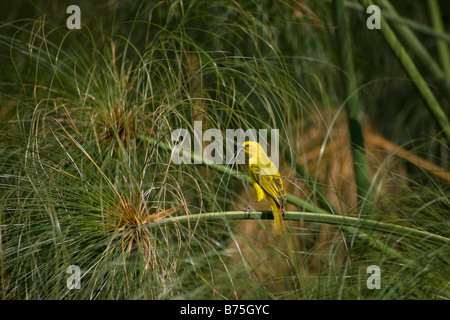 Geringerem maskierte Weaver sammeln Nistmaterial, Okavango Panhandle, Botswana Stockfoto