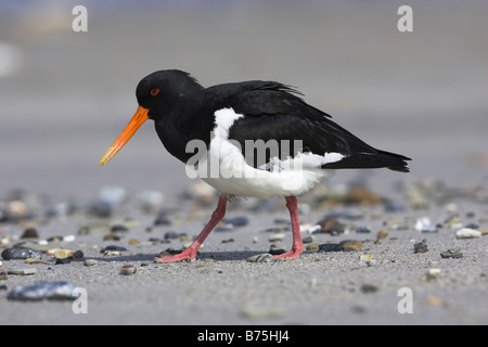 gemeinsamen pied eurasischen Austernfischer Haematopus Ostralegus Austernfischer Stockfoto