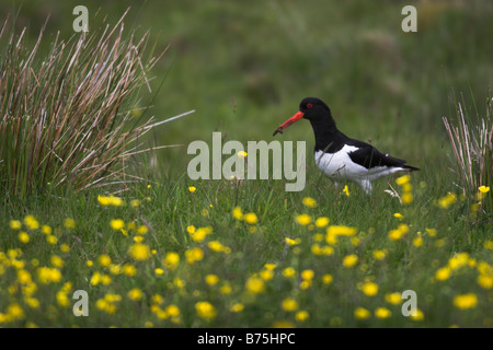 gemeinsamen pied eurasischen Austernfischer Haematopus Ostralegus Austernfischer Stockfoto