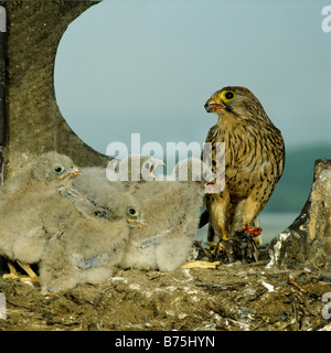 Gemeinsamen Kestrel Nest Küken Falco Tinnunculus Raptor Raubvogel Aerie Europäische Turmfalke Eurasian Kestrel Old World Kestrel Stockfoto