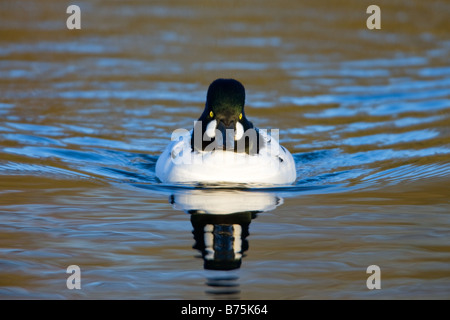 Gemeinsamen Goldeneye Bucephala Clangula erwachsenen männlichen schwimmen Stockfoto