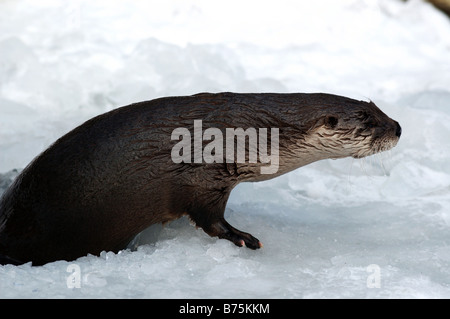 Lutra Canadensis kanadische Fischotter Schnee Winter Deutschland Baden-Württemberg gefrostet gefrorene Eis iced Bilderbuchlandschaft Stockfoto