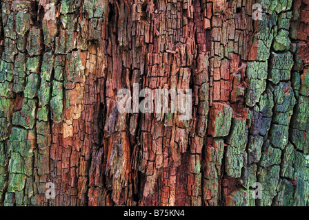 Rinde Quercus Mistel Eiche Oaktree Roble Chene Baum Detiel schließen Stockfoto